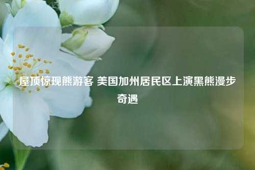 屋顶惊现熊游客 美国加州居民区上演黑熊漫步奇遇