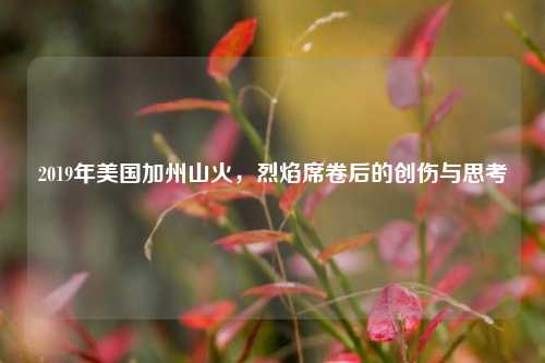 2019年美国加州山火,烈焰席卷后的创伤与思考