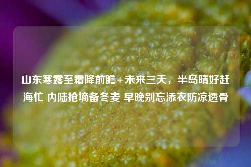 山东寒露至霜降前瞻+未来三天，半岛晴好赶海忙 内陆抢墒备冬麦 早晚别忘添衣防凉透骨