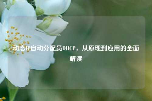 动态IP自动分配员DHCP，从原理到应用的全面解读