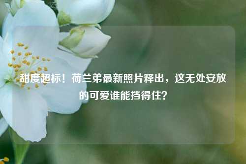 甜度超标!荷兰弟最新照片释出,这无处安放的可爱谁能挡得住?