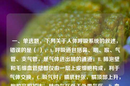 一、单选题，下列关于人体呼吸系统的叙述，错误的是（ ），A. 呼吸道包括鼻、咽、喉、气管、支气管，是气体进出肺的通道，B. 肺泡壁和毛细血管壁都仅由一层上皮细胞构成，利于气体交换，C. 吸气时，膈肌舒张，膈顶部上升，胸腔容积扩大，肺内气压低于外界气压，D. 血液流经肺泡后，氧气含量增加，二氧化碳含量减少，静脉血变为动脉血，下列消化液中，不含消化酶但能乳化脂肪的是（ ），A. 唾液（含唾液淀粉酶） B. 胃液（含胃蛋白酶），C. 胆汁（由肝脏分泌） D. 胰液（含多种消化酶），下列关于血液循环的叙